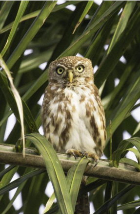 Pearl-spotted owlet